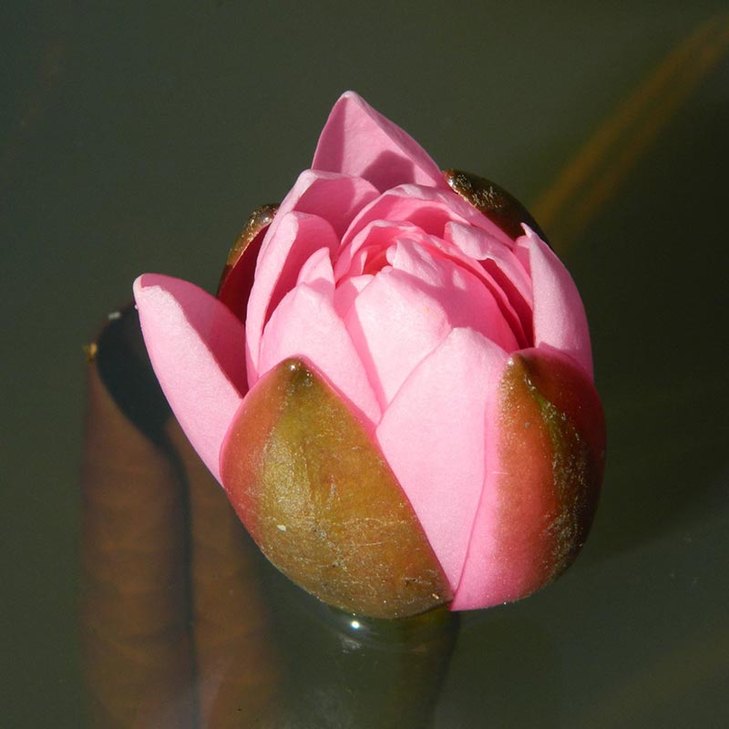 fleur de nénuphar pink sensation Nymphaea plante aquatique dans les monts du lyonnais rhone alpes