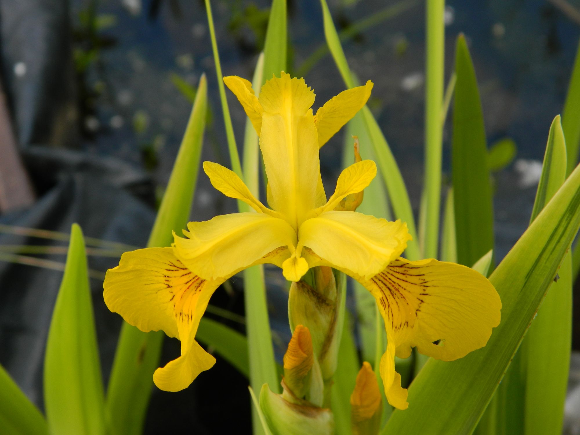 fleur d'iris pseudacorus variegata iris des marais panaché plante d'eau en Rhône Alpes